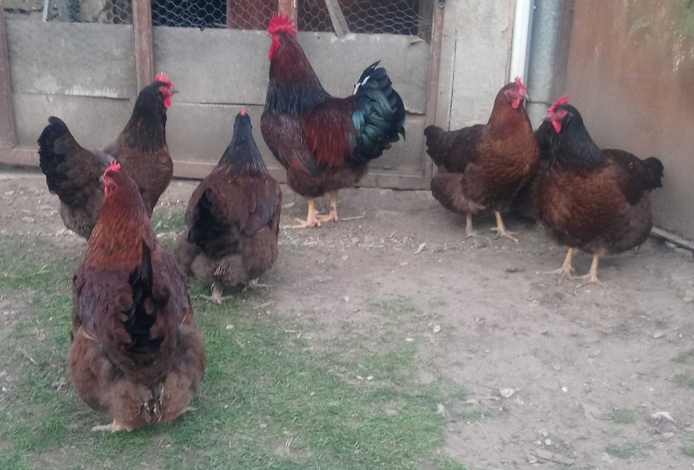 Яйца за инкубация.. катунска кокошка .. патица - /юрдек и неми /