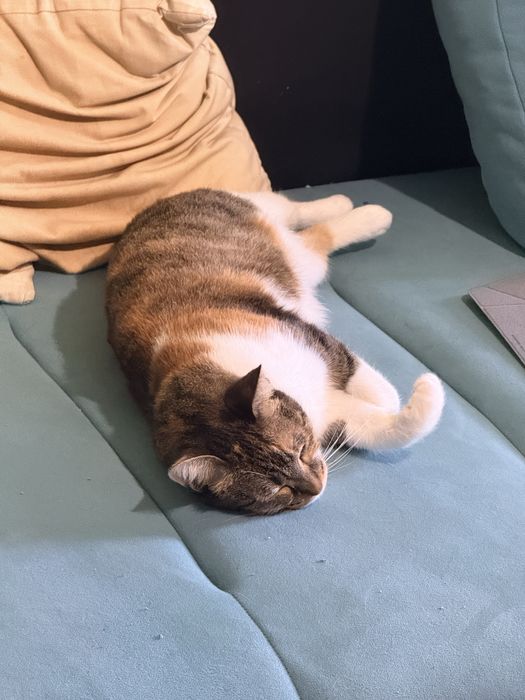 Млада котка търси дом