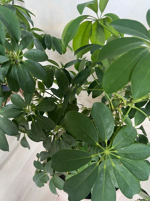 Продам цветы)