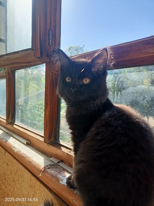 ПОТЕРЯЛАСЬ любимая кошечка