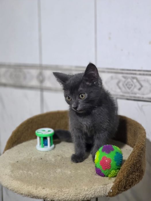 Отдаем котенка (кошка)
