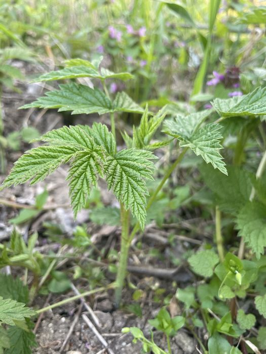 Vând puieți de zmeură face o singură data pe an