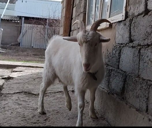 Занен буаз ешкі сатылады