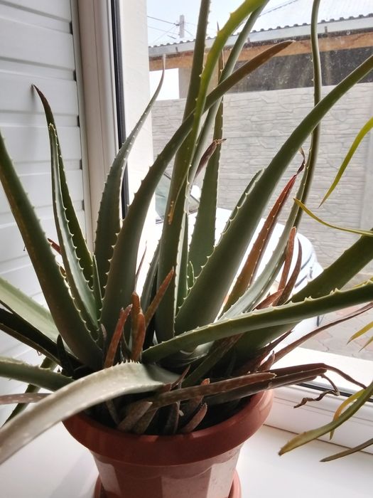 Многолетнее Алоэ Вера