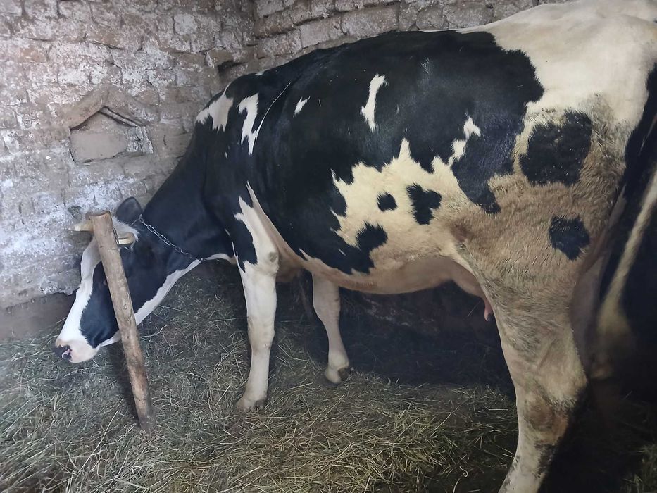 Продавам крава  първо теле