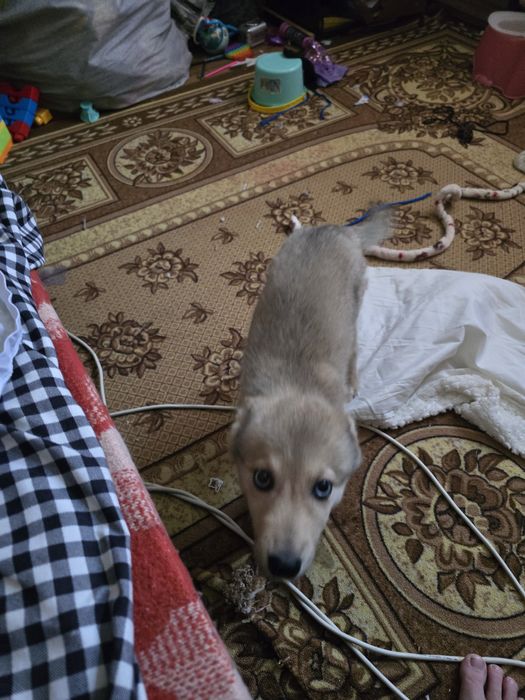 Одам собаку в хорошие руки