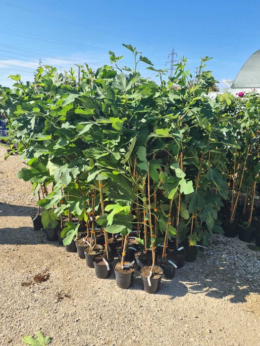 Smochini pe rod pentru plantare | 100 lei/bucată