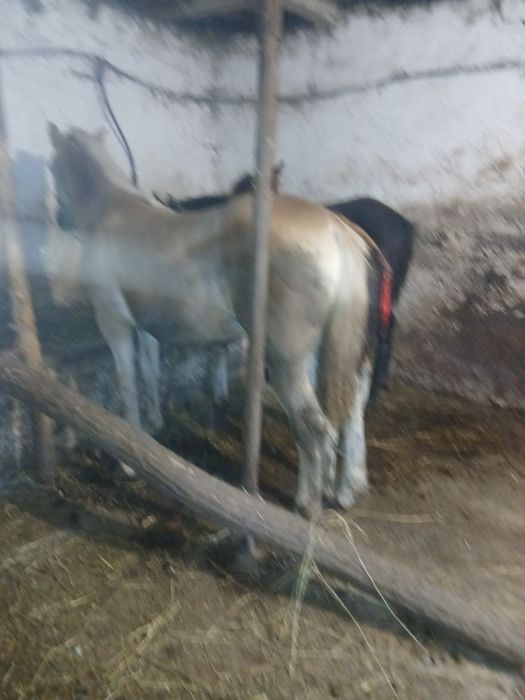 Vând 2 mânzji și o mânză