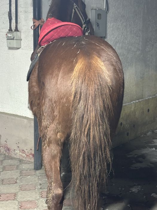 Донен айгыр жеребец лошадь