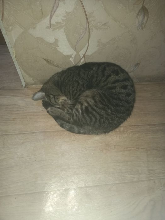 Отдам котенка 4 месяца