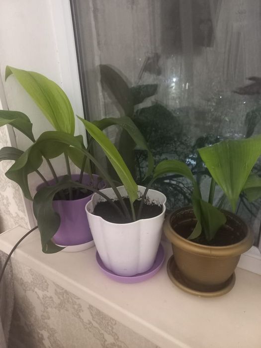 Цветы комнатные  красивые