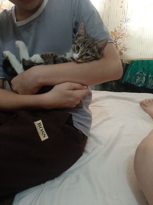 Милые, ласковые котятки