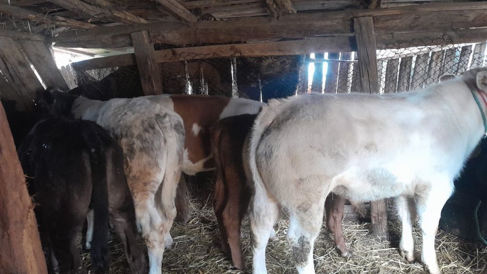 Vând 6 viței începând de la vârsta de 3 luni la 6 luni