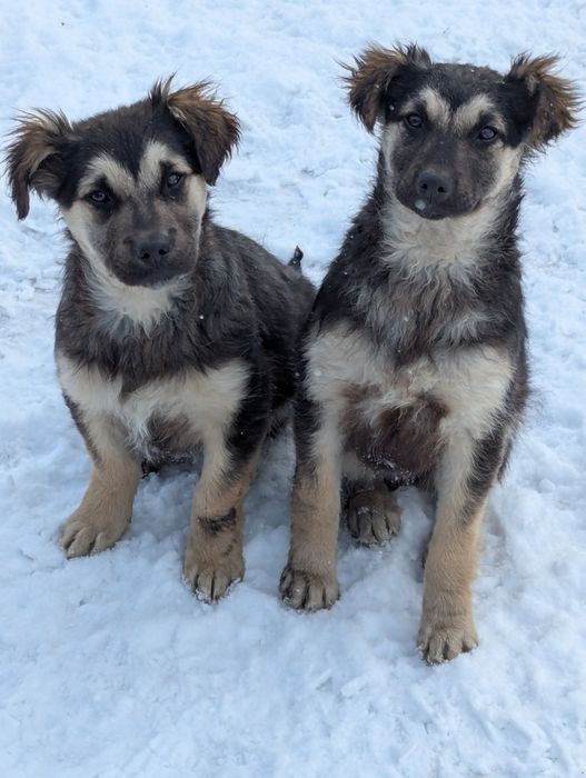 Дарю щенков в добрые руки.