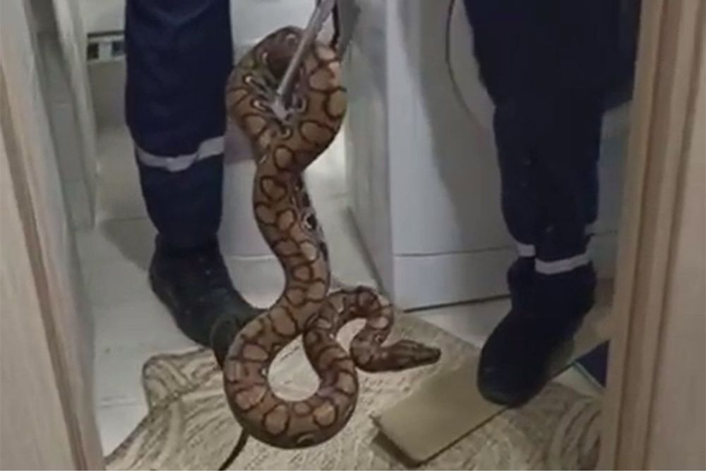 Ilon tutish va dezinfeksiya qilish xizmati 24/7