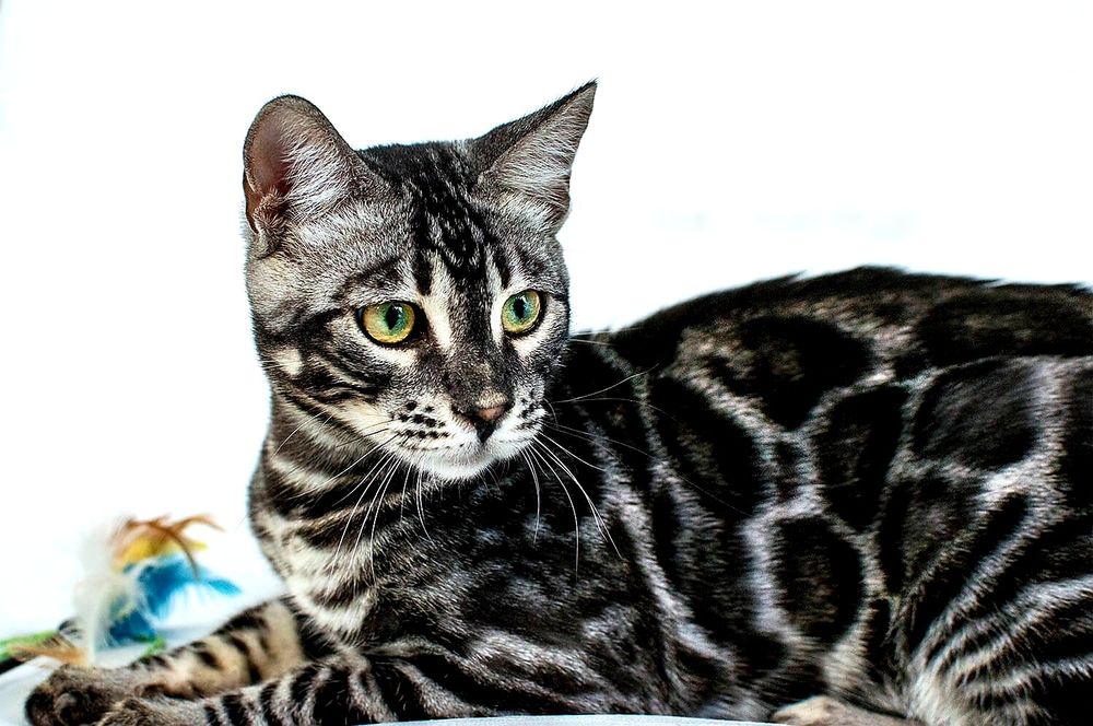 Серебристые Бенгалы! Редкость - КРАСОТА