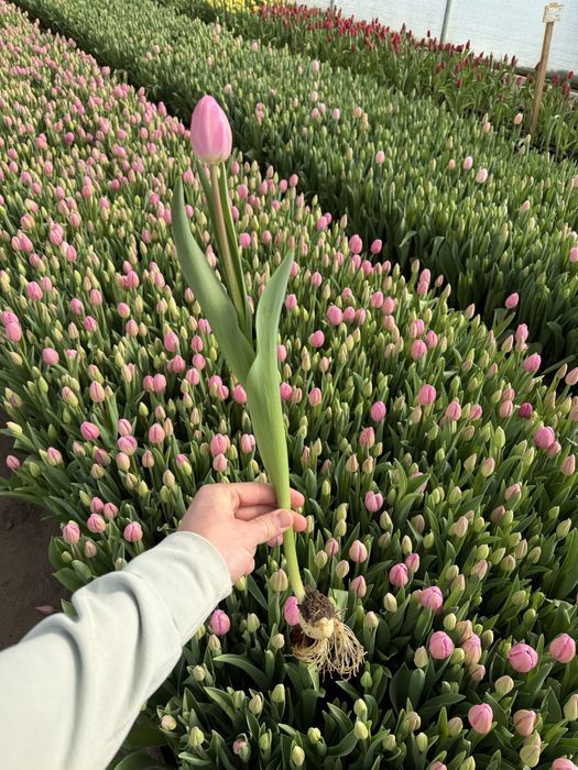 Огромные тюльпаны на 8 марта!