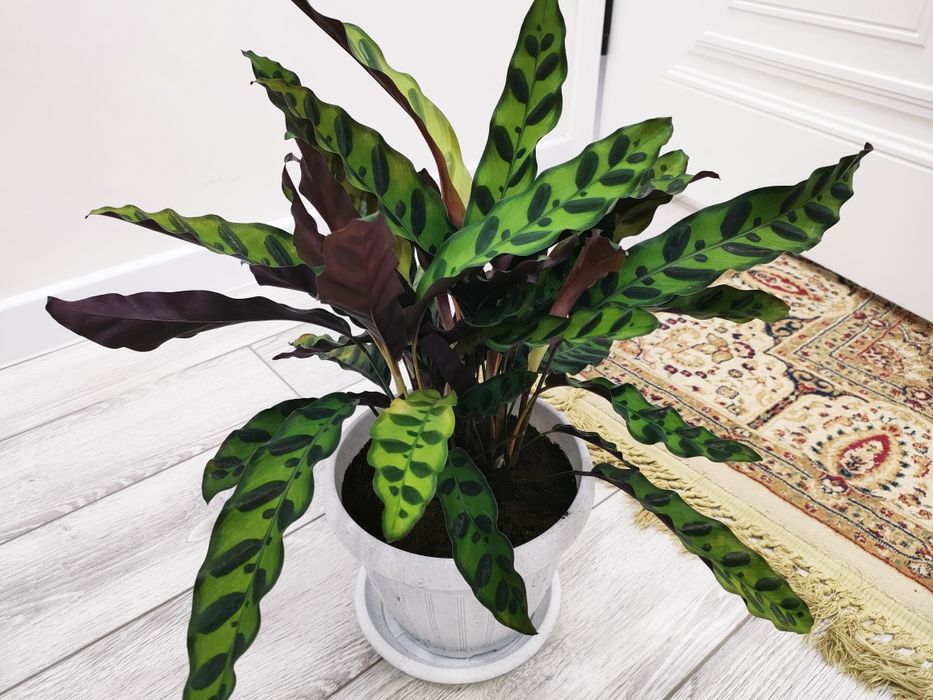 Комнатные цветы, доставка