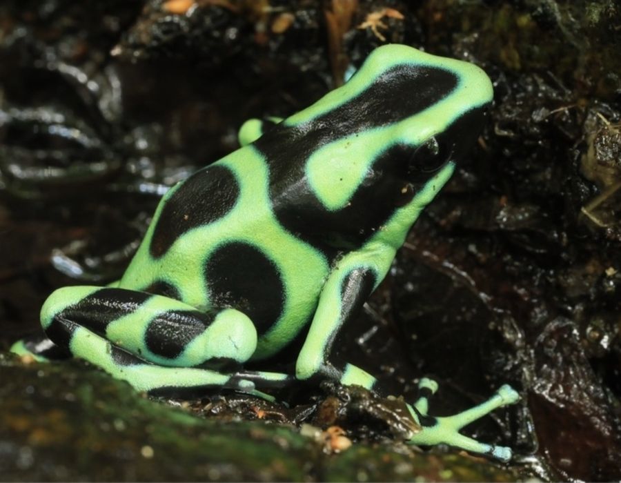 Dart frogs/broaste dendrobates
