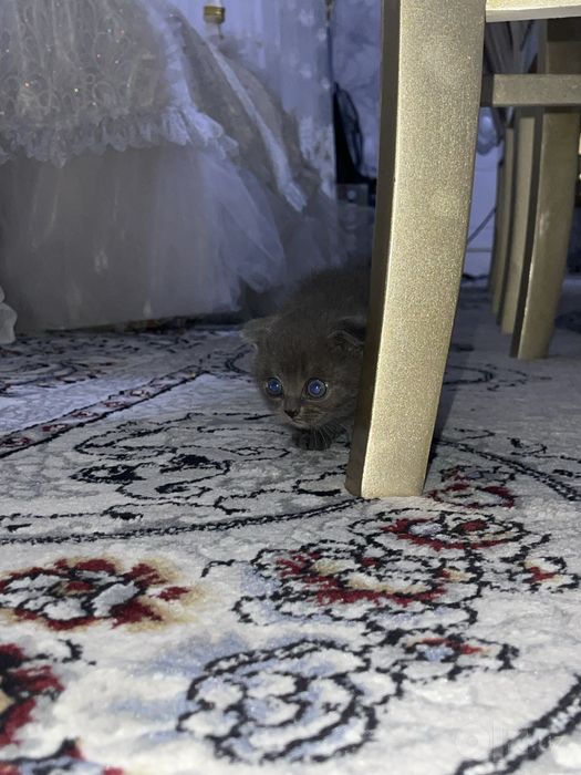 скоттиш фолд огил