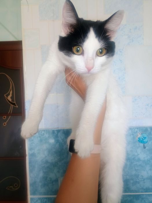 Отдам в добрые руки котика