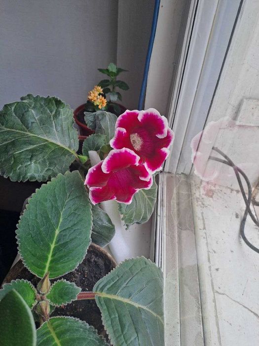 Домашний цветок Каланхоэ, и другие комнатные цветы