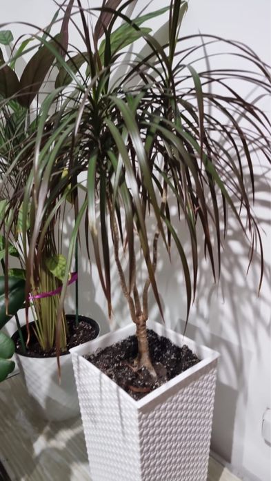 Продам комнатные цветы