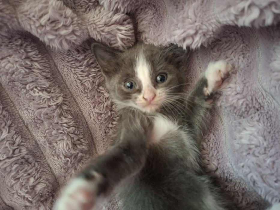 Отдам котят в добрые руки