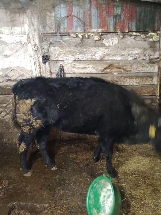 Продам телку на мясо