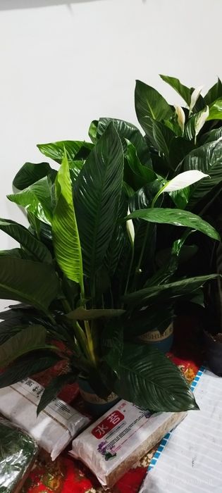 Спатифилум сенсация гигант