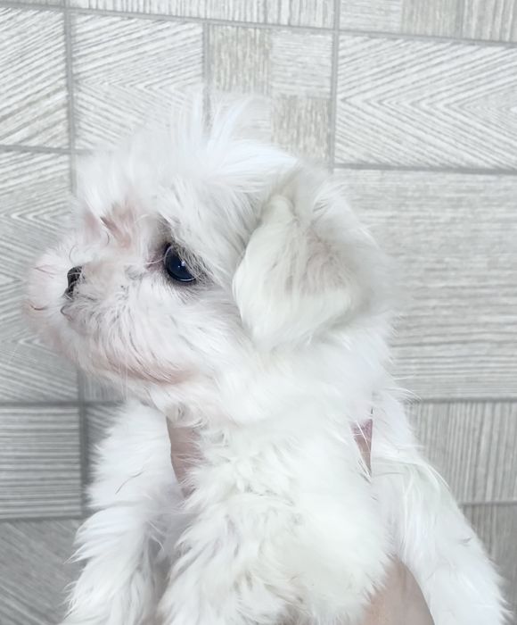 Продаётся мальчик мальтезе