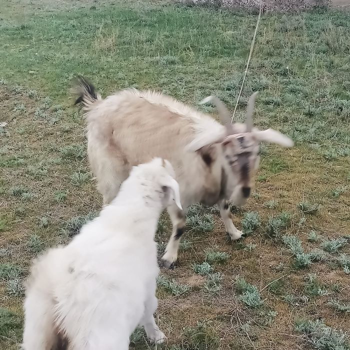 Сүтті ешкі сатам