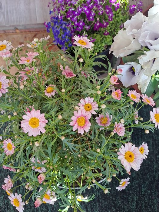 Продам колеусы/мультифлора