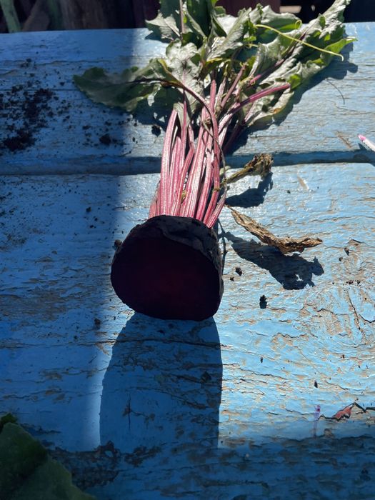 Sfecla rosie Pablo F1