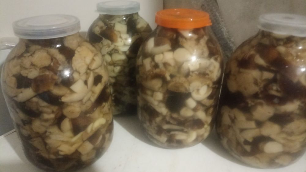 Продам грибы Валуи соленые