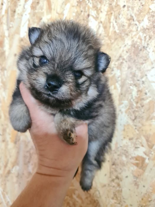 Продам щенка шпица.