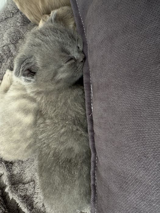 Британские котята вислоухие