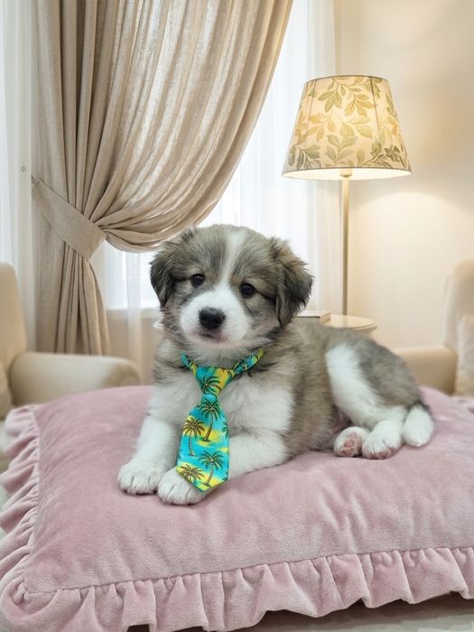 Домашний щенок.Ваше персональное счастье.