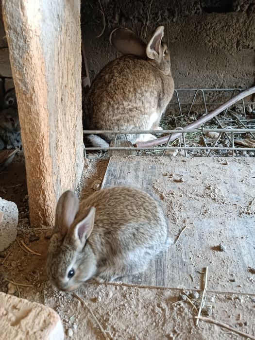 Продается крольчата