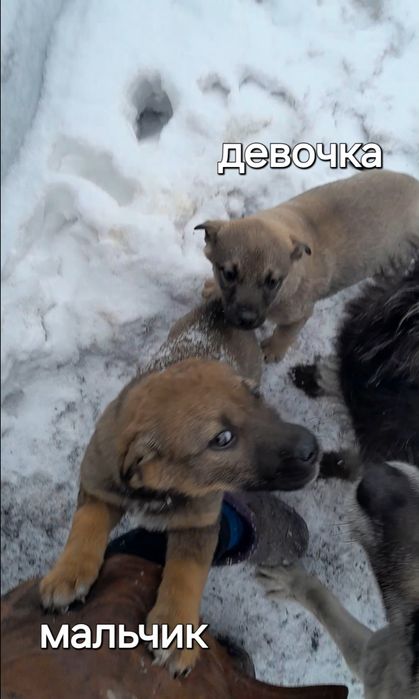 Отдам щенков дворняжек