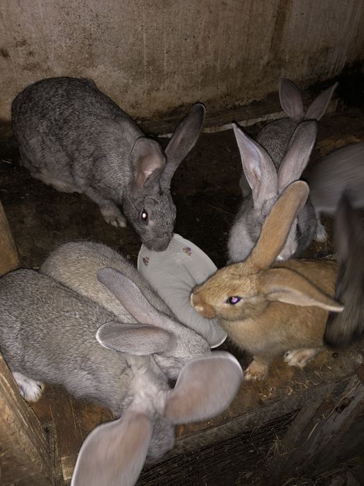 Кролчата на продажу