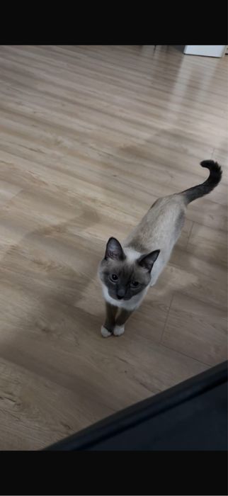 Красивая кошка сиамская спокойная