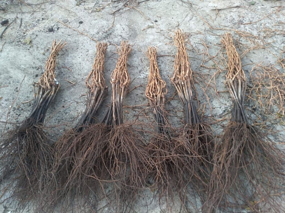 Butasi vita de vie anul 2 și anul 3