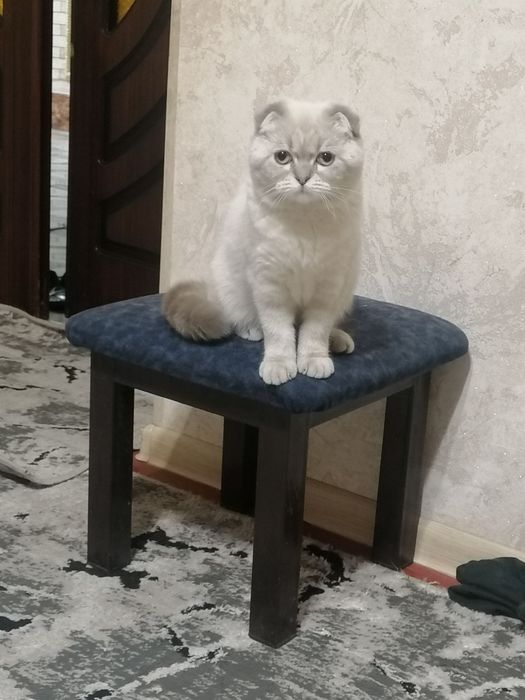 8 ойлик мушукчалар қораси эркак оқ ранглиси аёл сотилади,