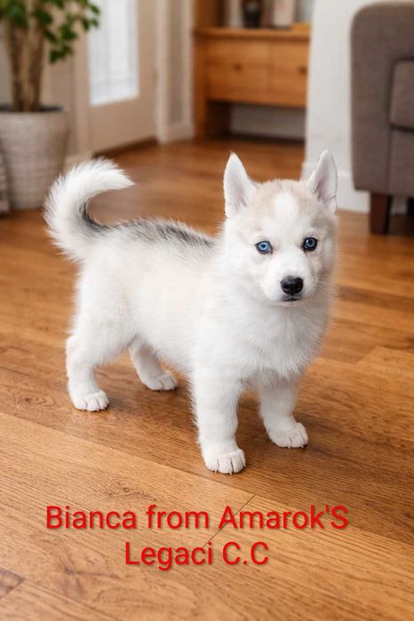 БЕБЕТА Сибирско хъски