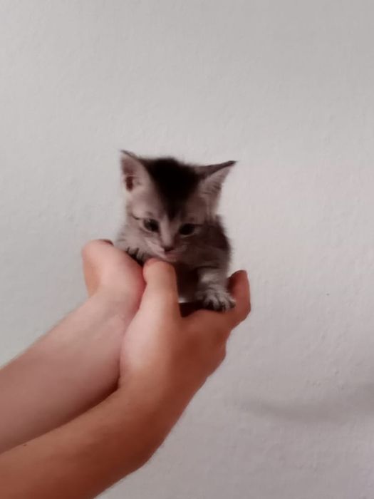 Отдам котят в добрые руки
