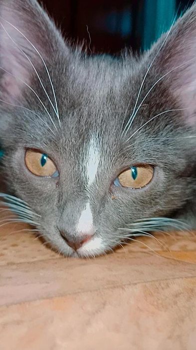 Шикарный котёнок