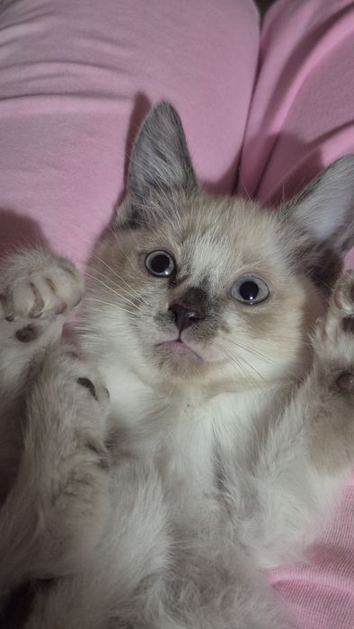 Отдаю котёнка в добрые руки!