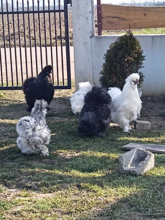 De vânzare 2cocosi mătase japoneză tineri dar cocoșesc deja!