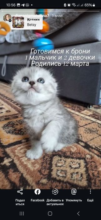 Продаются пара взрослые кошки скотиш фолд и страйт шиншила